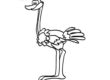 Ostrich