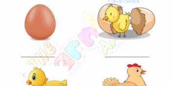 Animal Life Cycle 06