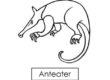 anteater 08