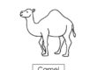 camel 02