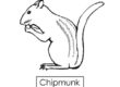 chipmunk 04