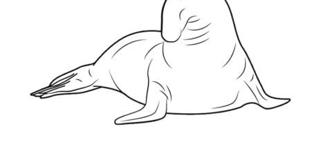 elephant-seal 03