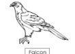 falcon 05