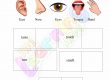 Senses Worksheet - Grade 2 - Activity 4