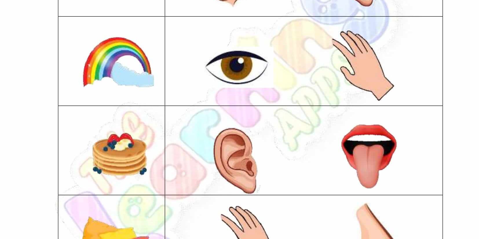 Senses Worksheet - Grade 2 - Activity 8