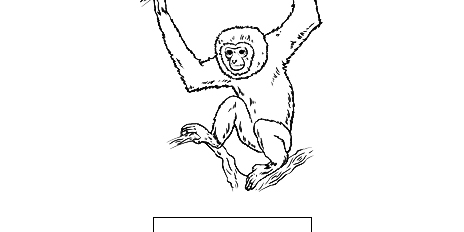 Gibbon Gibbon