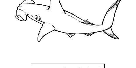 Hammerhead shark