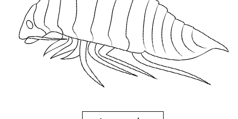 Isopod