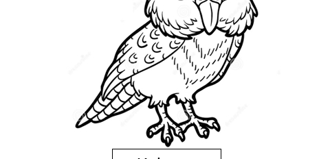 Kakapo