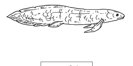 Lungfish