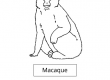 Macaque