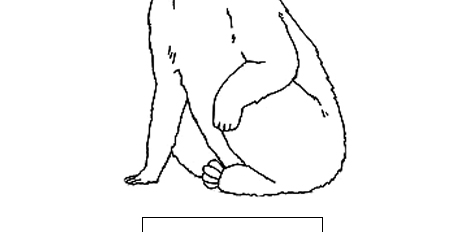 Macaque