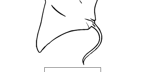 Manta Ray