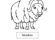 Muskox