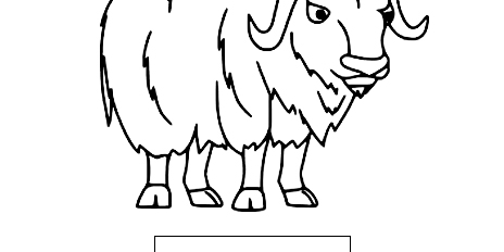 Muskox