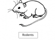 Rodents