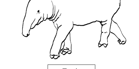 Tapir