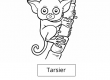Tarsier