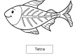 Tetra
