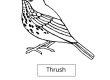 Thrush