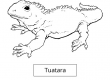 Tuatara
