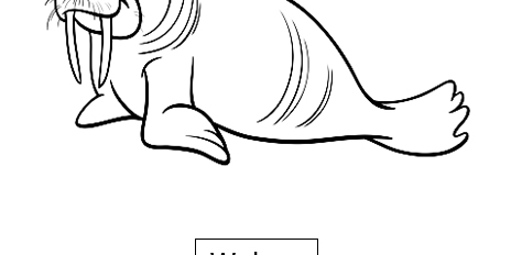 Walrus