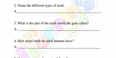 Human-Teeth-Worksheets-Grade-3-Activity-10