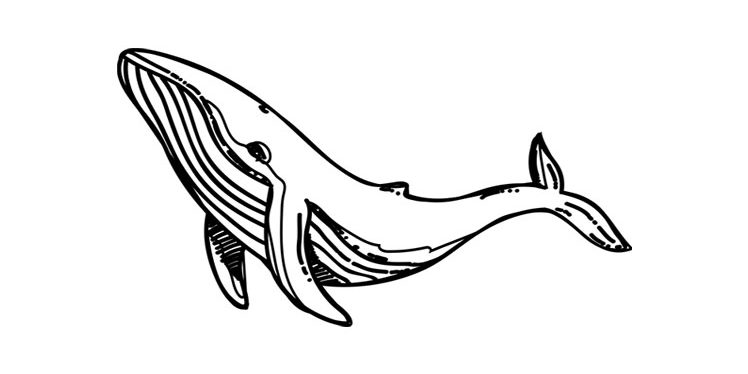 Blue Whale Coloring Worksheet