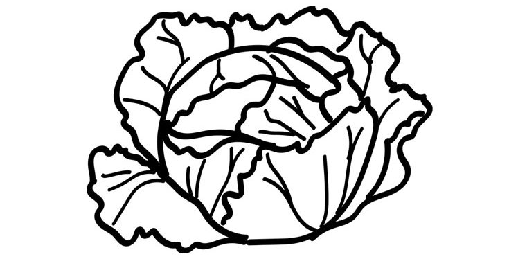 Cabbage
