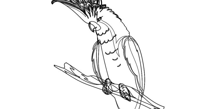 Cockatoo