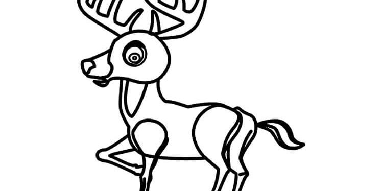 Deer
