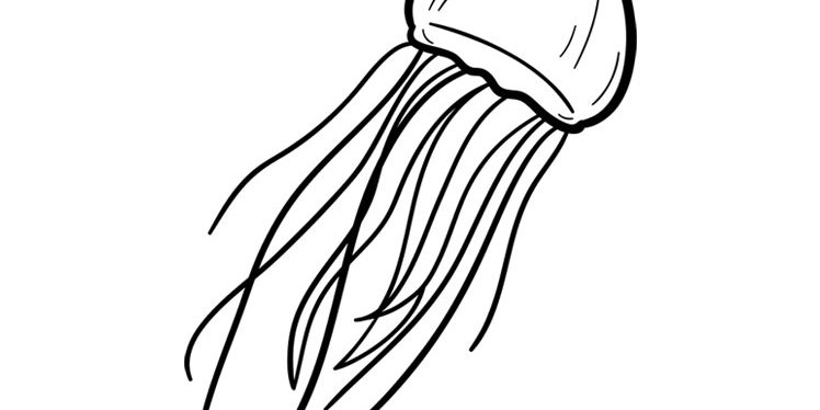 Jelly-fish