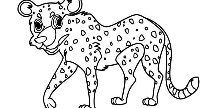 Leopard