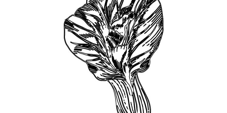 Lettuce