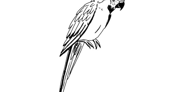 Macaw-parrot