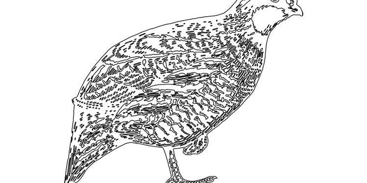 Quail