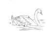 Swan