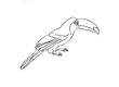 Toucan