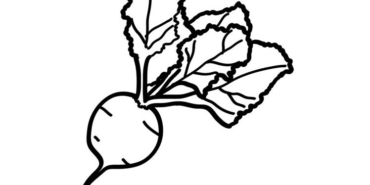 Turnip