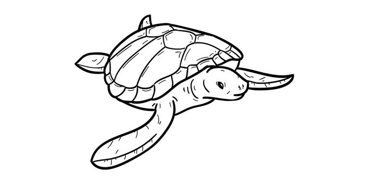 Turtle Coloring Worksheet