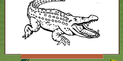 alligator coloring pages
