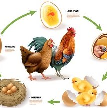 Animal Life Cycles Worksheets Animal Life Cycles Worksheets