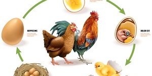 Animal Life Cycles Worksheets
