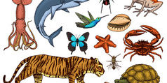 Animals Classification