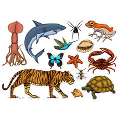 Animals Classification Animals Classification