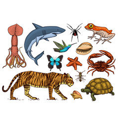 Animals Classification