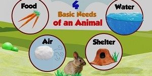 Basic Needs Of Animals Worksheet - The Learning Apps