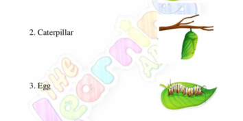 Animal Life Cycle 02