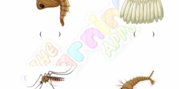 Animal Life Cycle 08