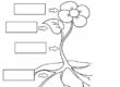 Plant Worksheets 01